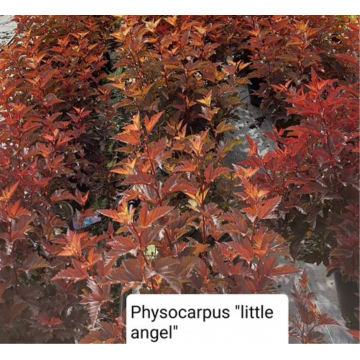 Physocarpus opulifolius (physocarpe à feuilles d´Obier) ´Little Angel´